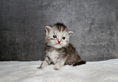 Cucciole Maine Coon pedigree ANFI