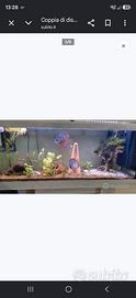 Coppia di discus