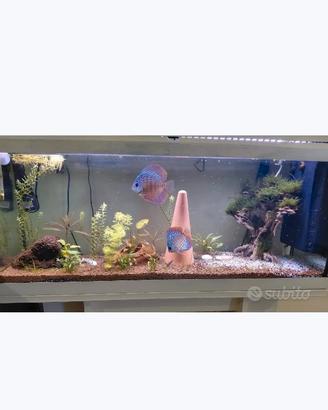 Coppia di discus