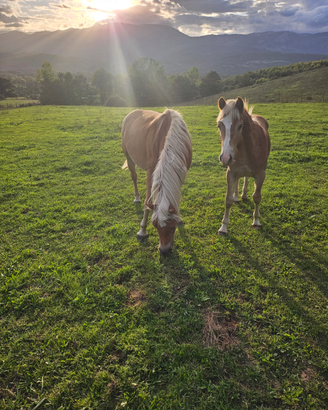 Cavalle haflinger