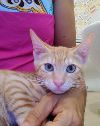 Gattino in adozione