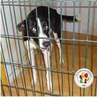 Maschio meticcio 2 anni circa taglia medio piccola