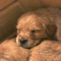 Cuccioli di golden retriever americano