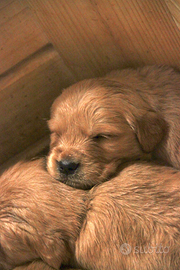Cuccioli di golden retriever americano