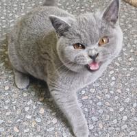 British shorthair