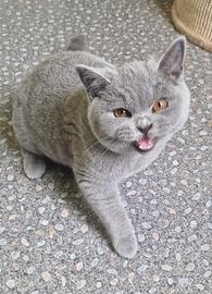 British shorthair