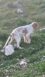 Setter inglese radenti's