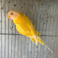 Pappagallo testa di prugna femmina lutina adulta