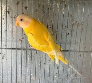 Pappagallo testa di prugna femmina lutina adulta