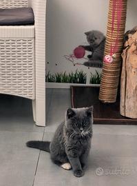 British shorthar blu femmina