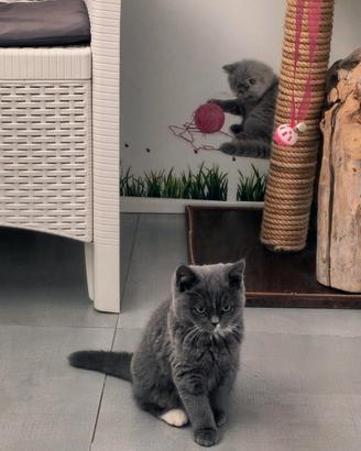 British shorthar blu femmina