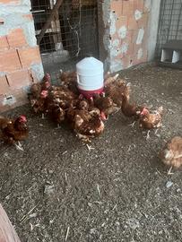 Galline