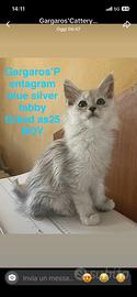 4 cuccioli Maine coon pronti