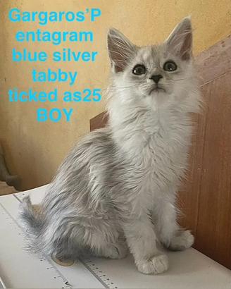 4 cuccioli Maine coon pronti