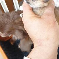 Cucciole femmine pedigree ENCI