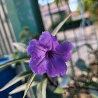 Ruellia simplex o petunia messicana
