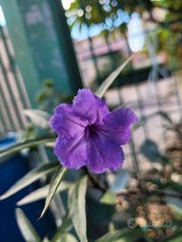 Ruellia simplex o petunia messicana