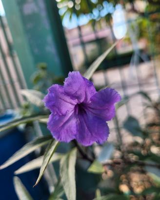 Ruellia simplex o petunia messicana