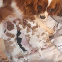 Cavalier king