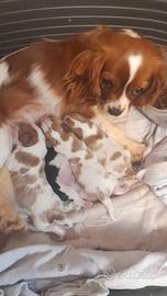 Cavalier king