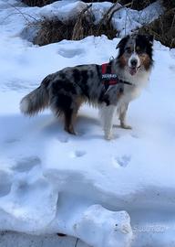 Pastore Australiano per accoppiamento