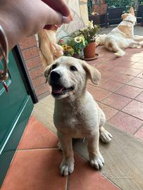 Cuccioli di cane