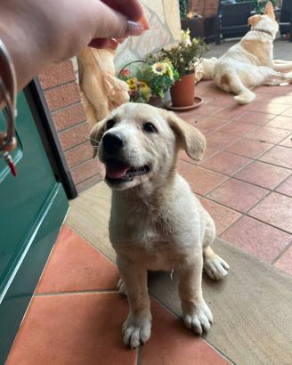 Cuccioli di cane