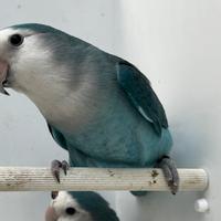 Coppia di inseparabili