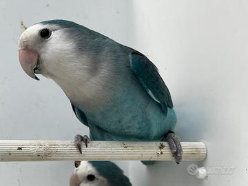 Coppia di inseparabili