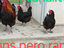 Immagine 3