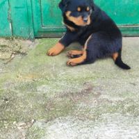 Cuccioli rottweiler