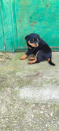 Cuccioli rottweiler