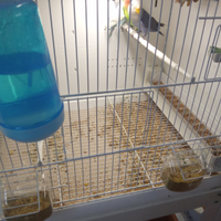 Inseparabili
