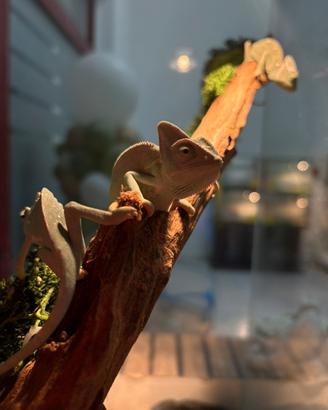 Camaleonte calypstratus