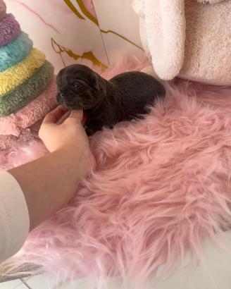 Chihuahua maschio con pedigree