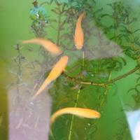 Pesciolini giapponesi Medaka