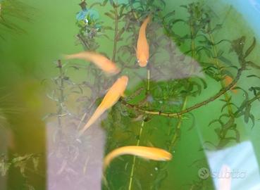 Pesciolini giapponesi Medaka