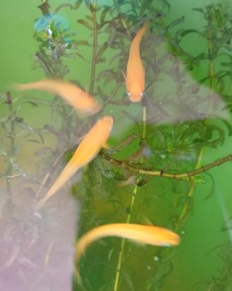 Pesciolini giapponesi Medaka