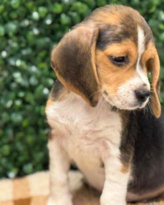 Beagle