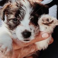 Cucciolo Jack Russell
