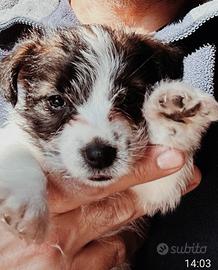 Cucciolo Jack Russell