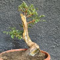 Bonsai Bignonia