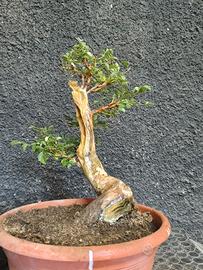 Bonsai Bignonia