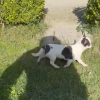 Cucciole di chihuahua