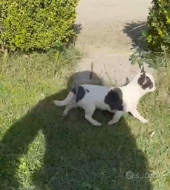 Cucciole di chihuahua