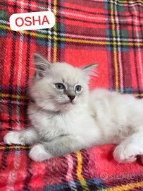 Splendida cucciola di RAGDOLL