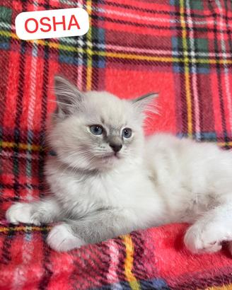 Splendida cucciola di RAGDOLL