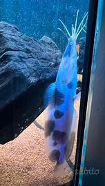 Pesci tropicali pesce gatto Clarias batrachus