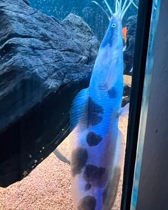 Pesci tropicali pesce gatto Clarias batrachus