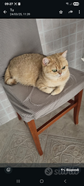 British shorthair